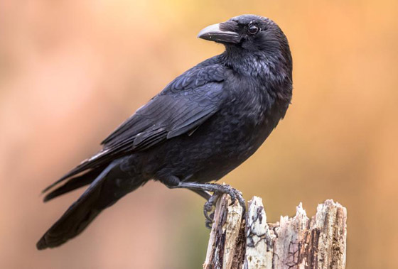 لماذا يُصنف الغراب أذكى الطيور في العالم؟ فما هي مزاياه؟ صورة رقم 14