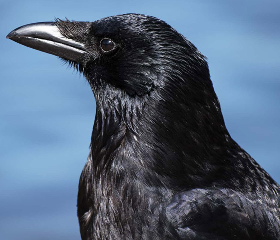 لماذا يُصنف الغراب أذكى الطيور في العالم؟ فما هي مزاياه؟ صورة رقم 4