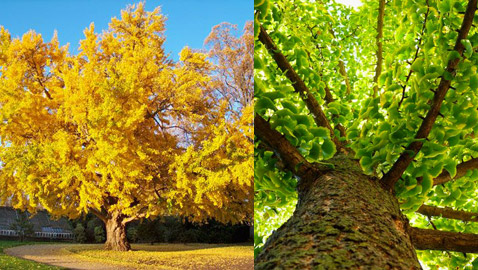 ���� ���� ������ ���� ���� ������� ������